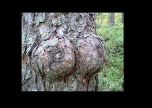 mutternatur